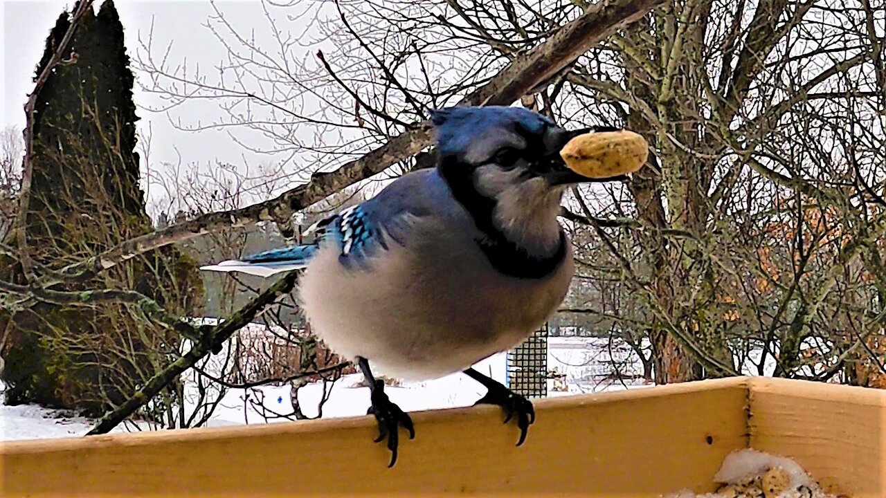 Spotted on Ocracoke: Peanuts! and the Blue Jay