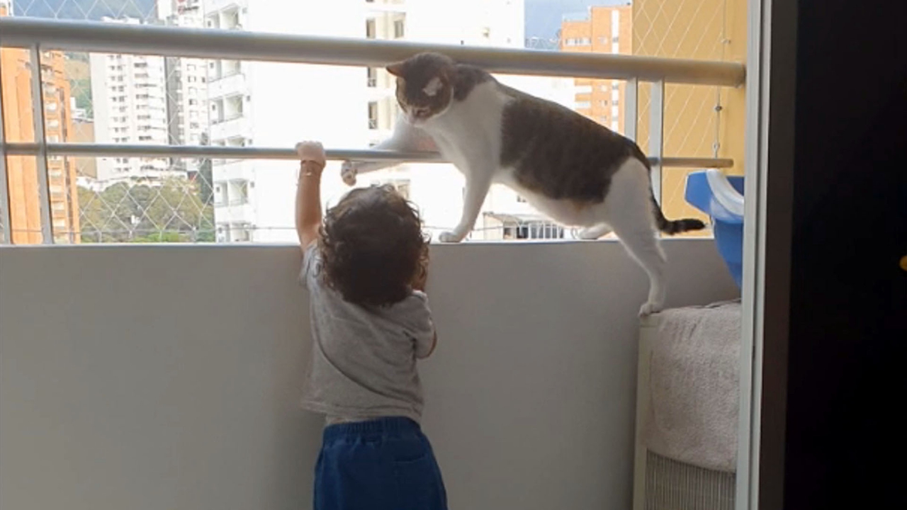 Ce Chat Veille A La Securite D Un Petit Garcon Sur Un Balcon