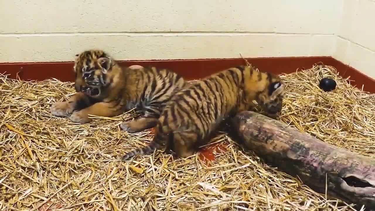 Cleveland Metroparks Zoo celebrates birth of endangered tiger cubs