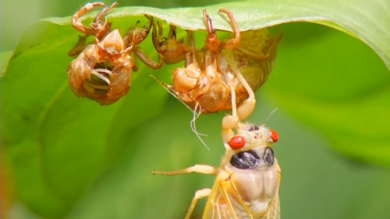 Brood X cicadas to emerge in North Carolina after 17 years ...