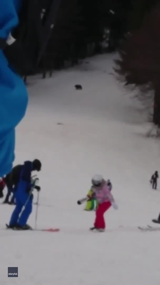 bear chases skier down mountain