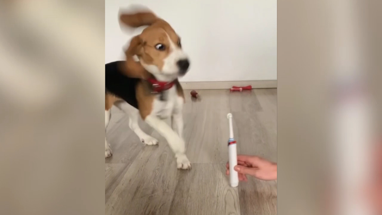 Elektrischer Erzfeind Hund kommt mit Zahnbürste gar nicht klar