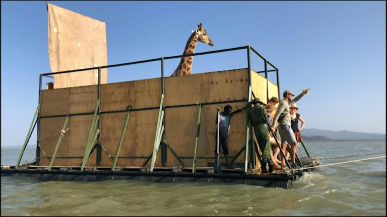 Third endangered giraffe floated off the island in Lake Baringo, Kenya