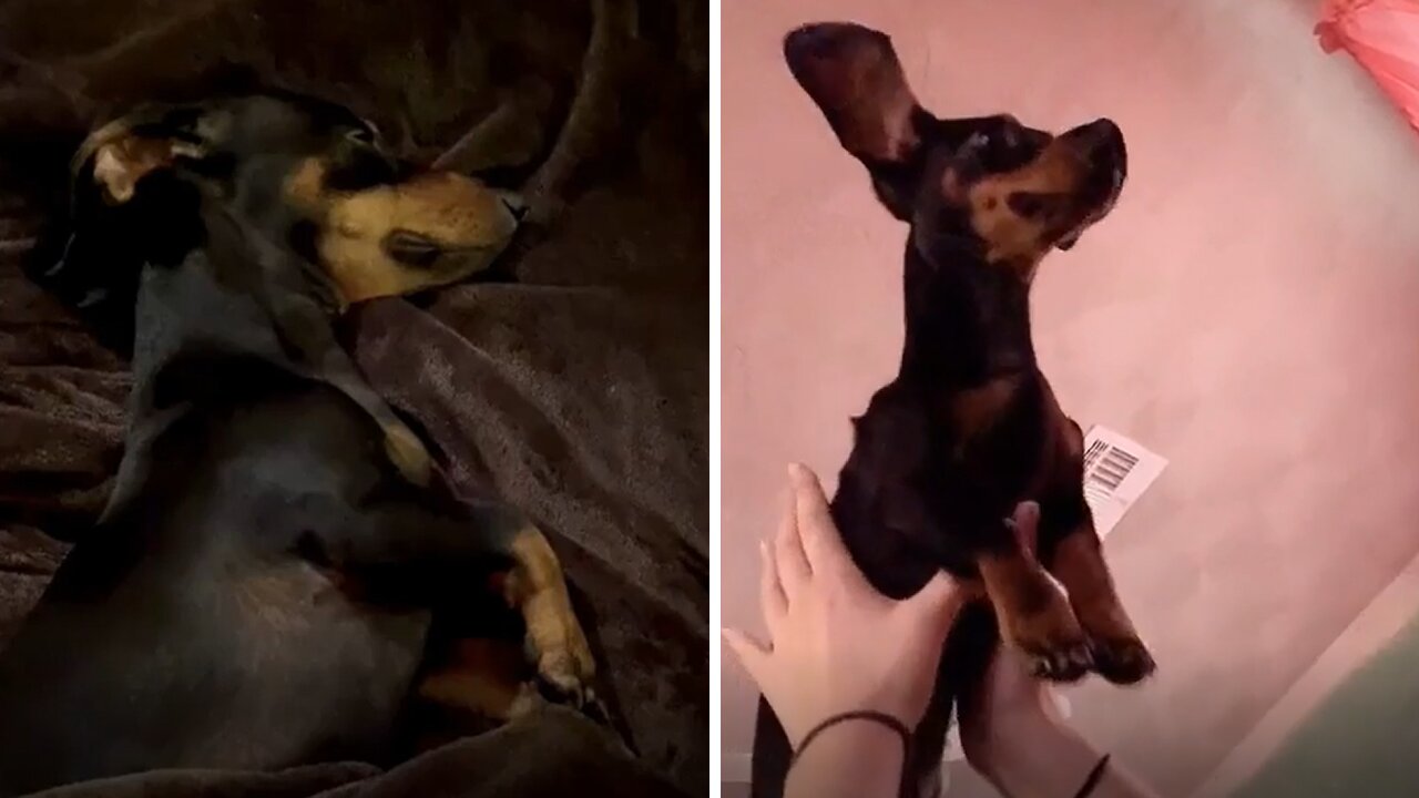 Αναρωτηθήκατε ποτέ τι ονειρεύονται τα mini dachshunds;