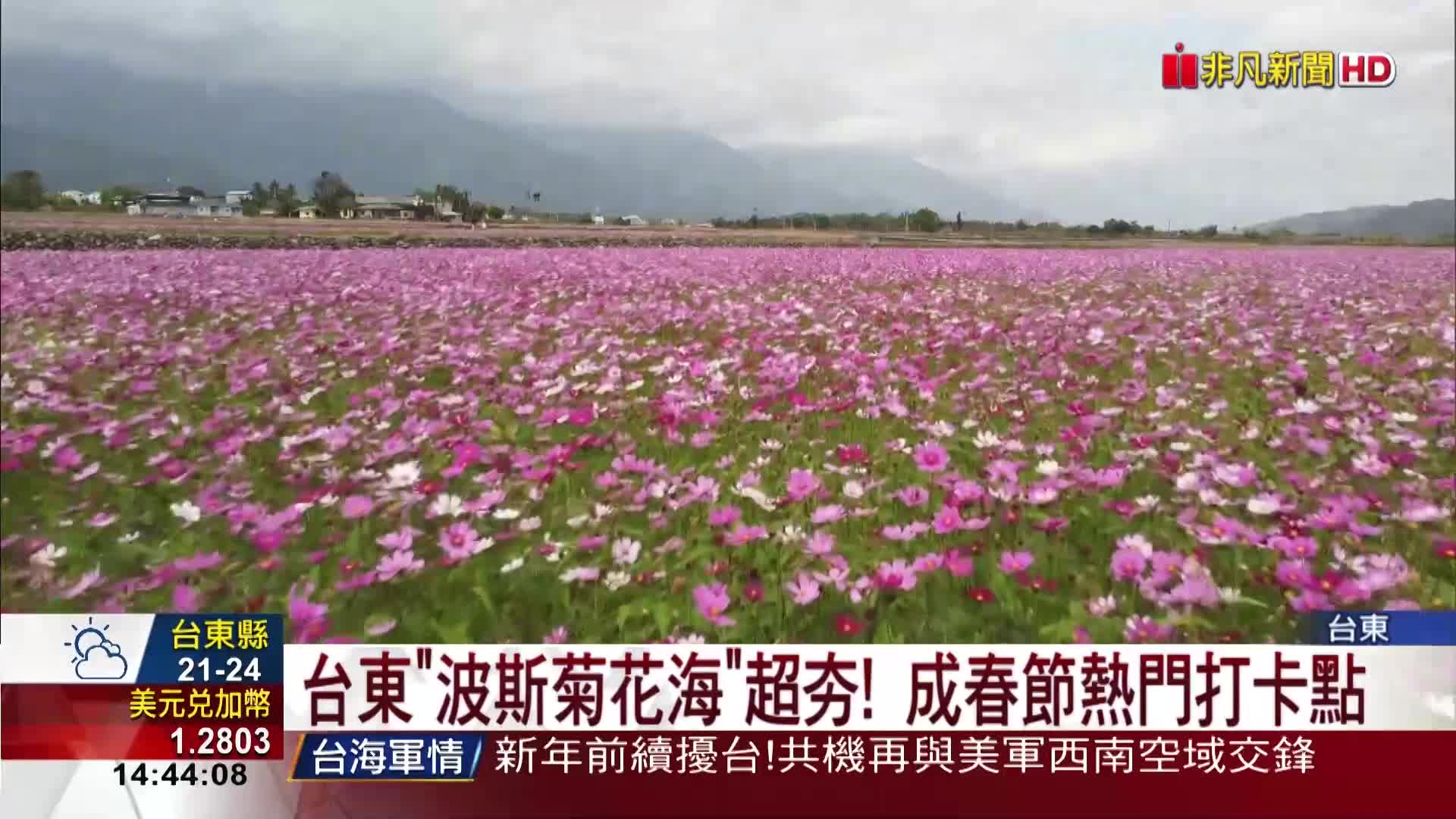 台東波斯菊花海超夯 成春節熱門打卡點