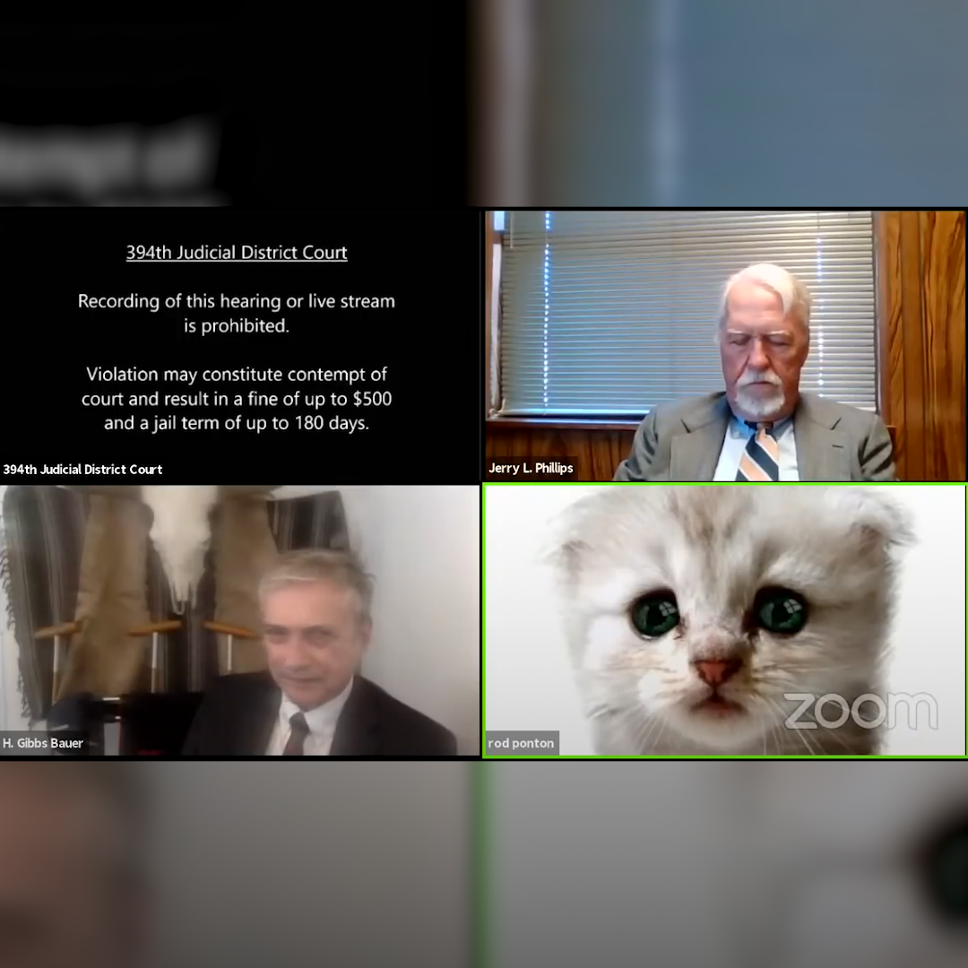 lawyer cat zoom video