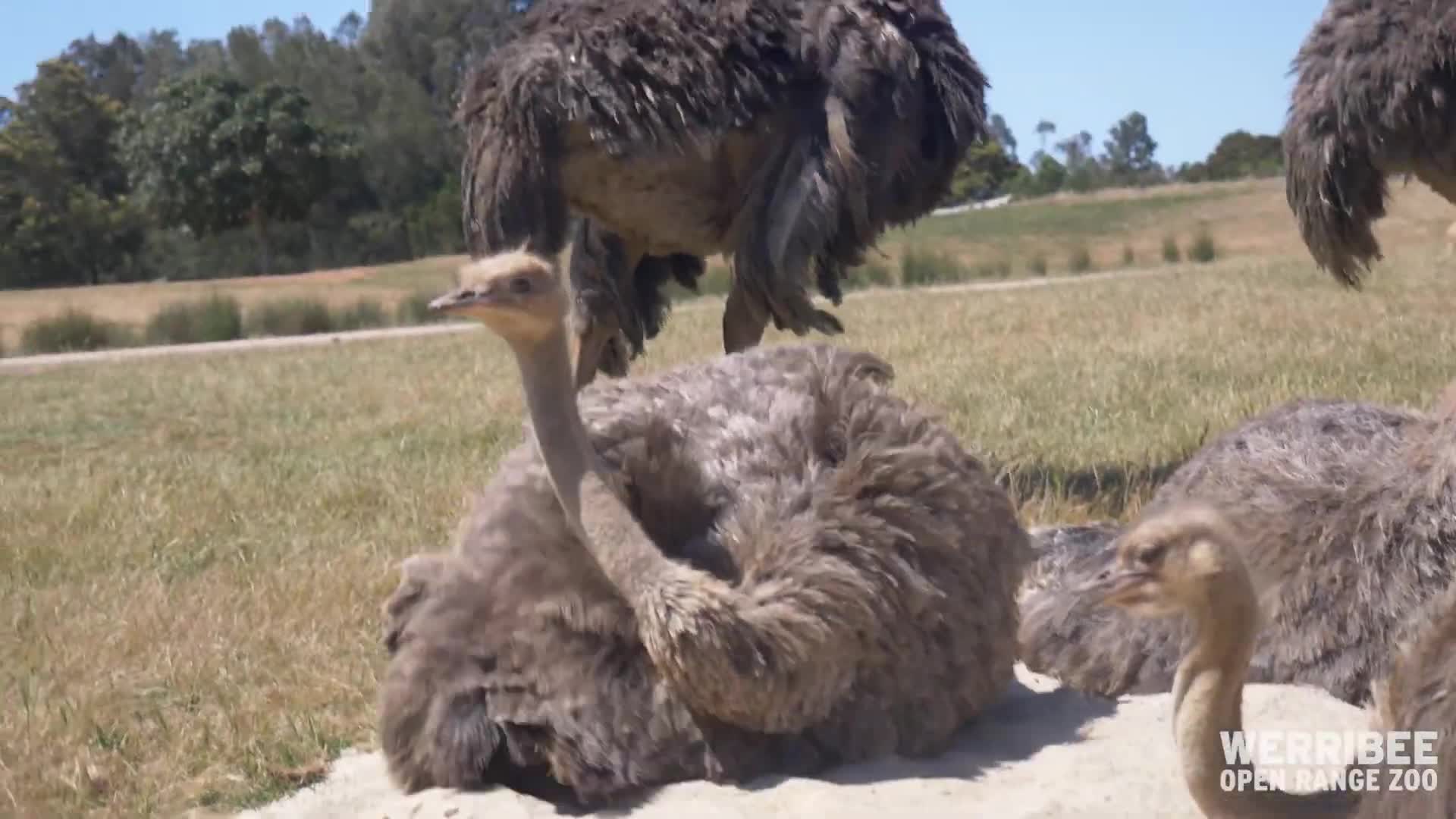 Ostriches Cool Off In The Dust Amid Rising Temperatures At Victoria Zoo - brawl stars ostrich