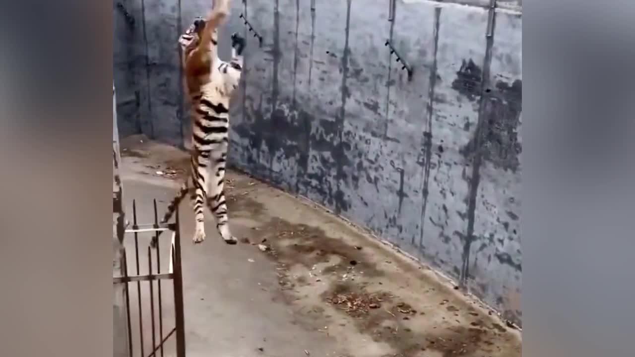 Chinese Zoo Ban Visitors From Feeding Tigers After Live Chicken Was Dangled Into Enclosure