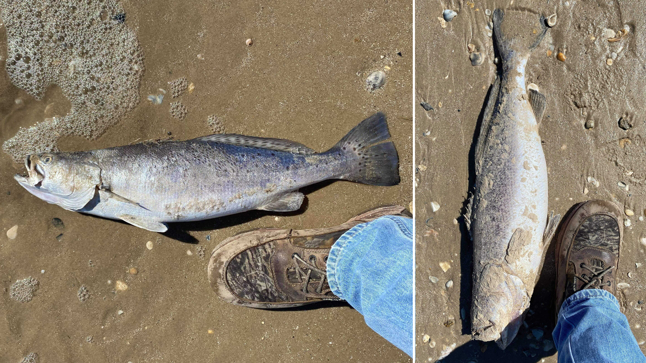 'Fish kill' washes dead wildlife on Texas coastal shores