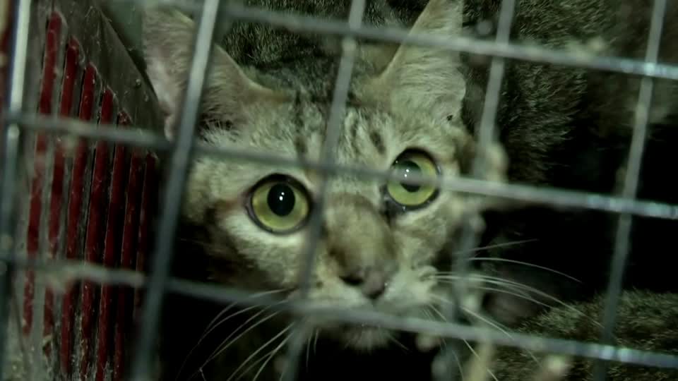 Over 300 abandoned cats rescued in Thailand