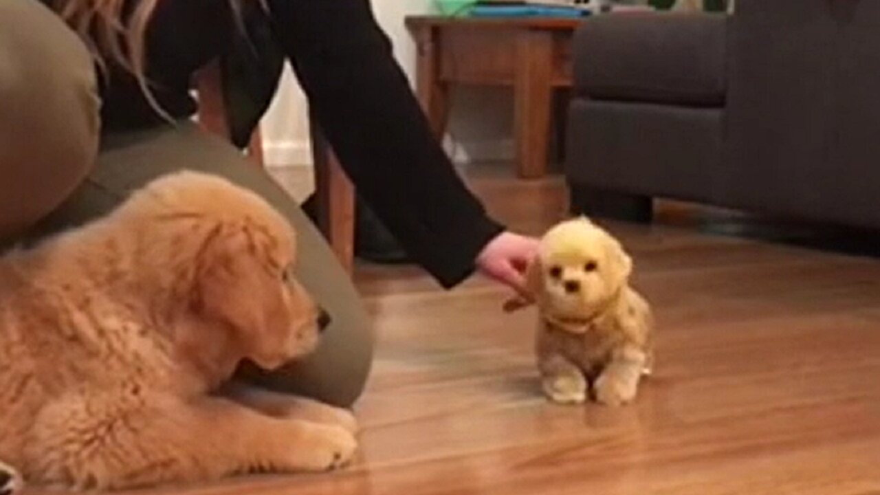 Golden Retriever Puppy Is Totally Jealous Of Toy Dog