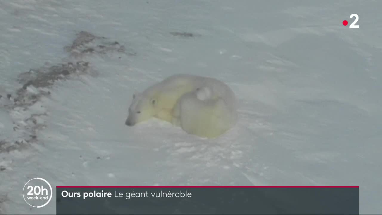 Environnement L Ours Polaire Menace Par La Fonte De La Banquise