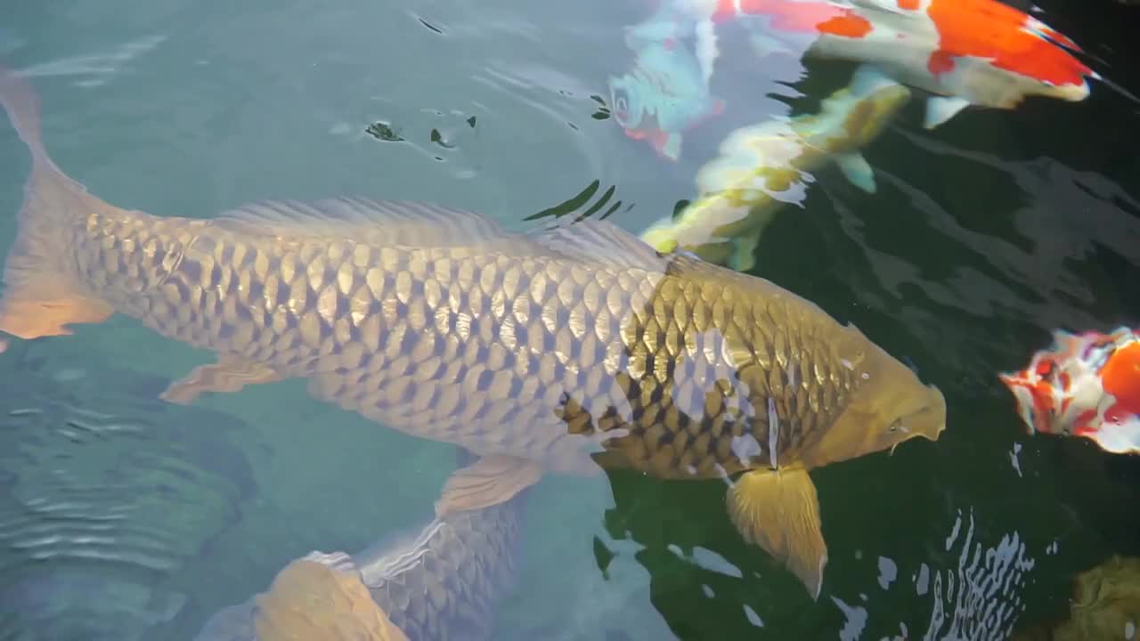 giant koi carp fish