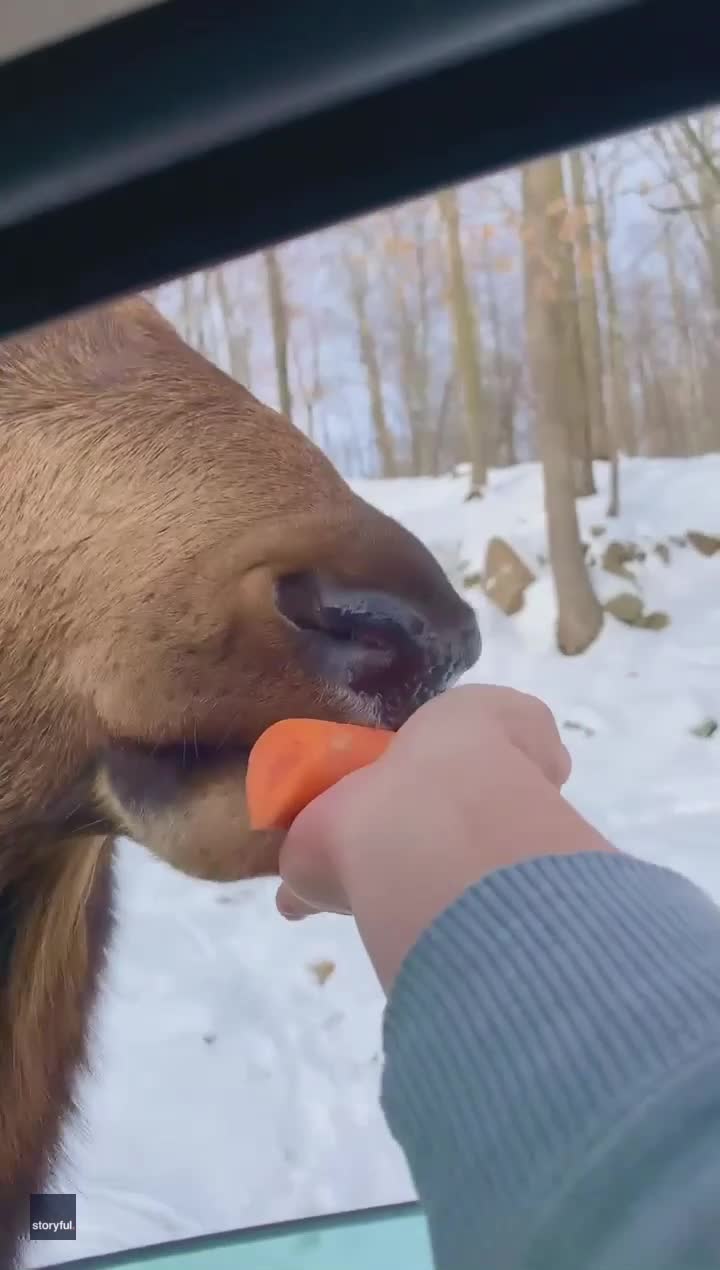 Deer Eats Carrot Out of Motorist's Hand at Quebec's Parc Omega