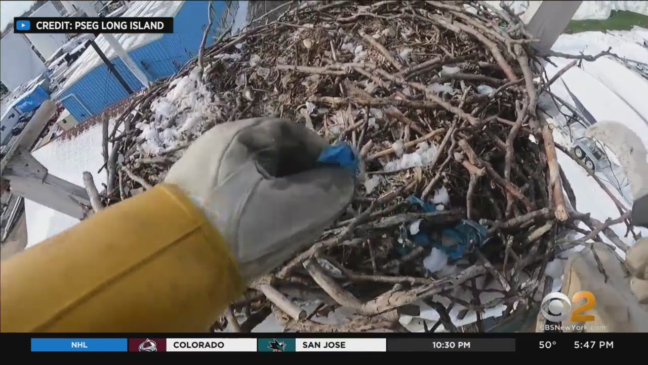 The Ospreys are coming, and we have on-camera proof…