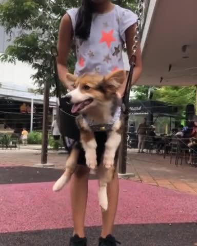 Adorable puppy really enjoys swing at the playground