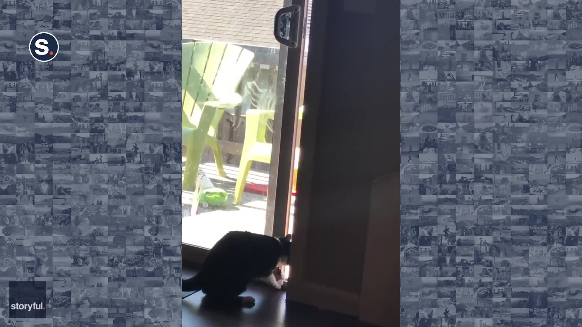 Oregon Cat Figures Out How to Open Sliding Glass Door