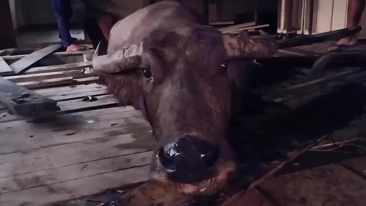 Buffalo rescued after falling through wooden floor and ...
