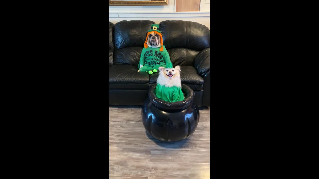 Pair of dogs are in some serious St. Patrick's Day spirit