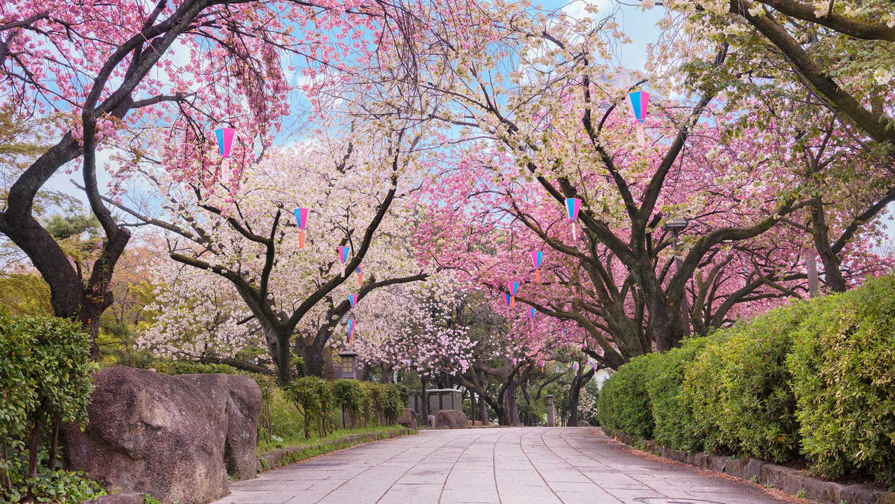 Japan's Cherry Blossoms Are Expected to Bloom Earlier Than Usual This Year