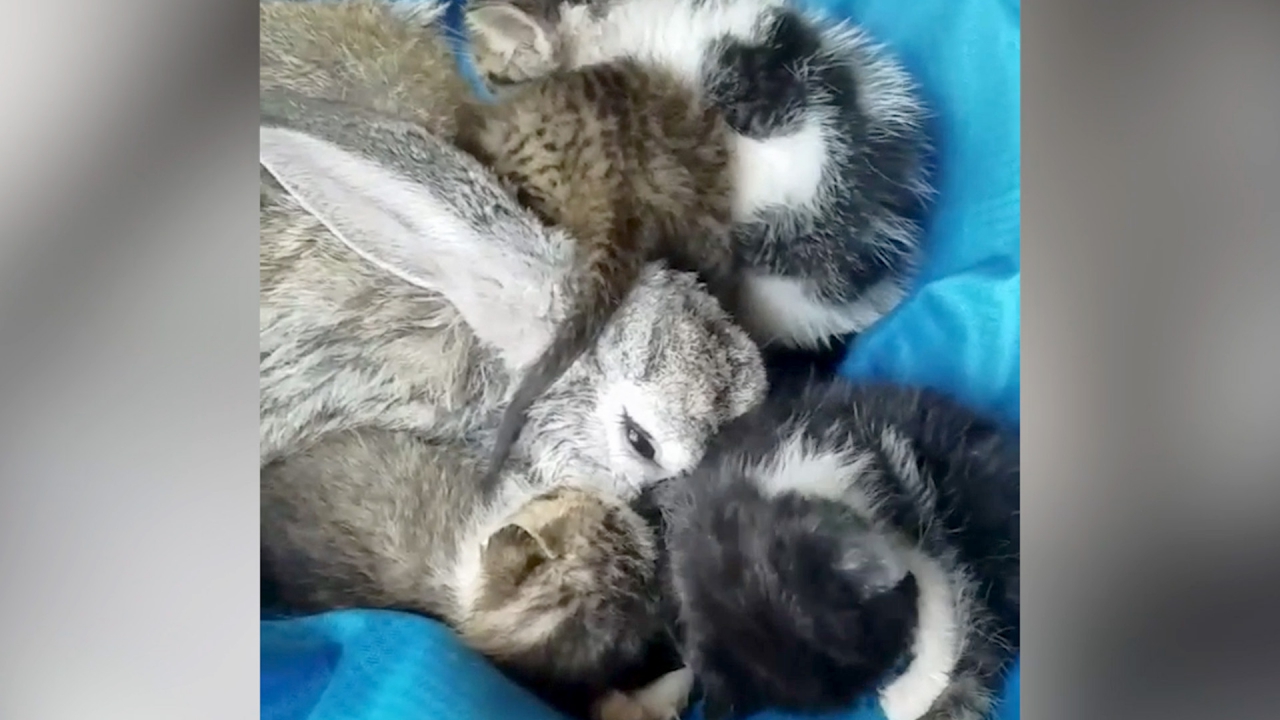 Une Lapine Adopte Des Chatons Abandonnes