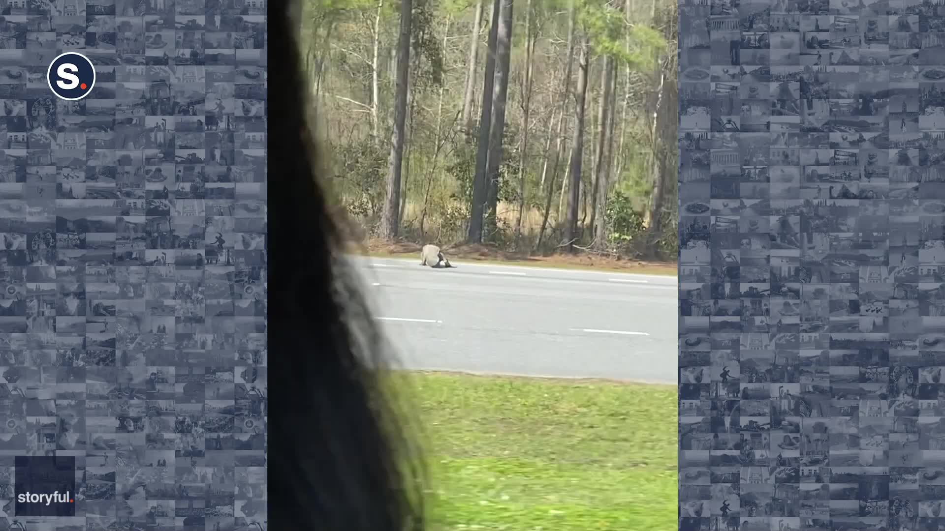 Gator almost ran over an SUV on the South Carolina highway