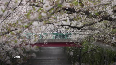 La floración de los cerezos en Tokio vuelve a alcanzar un récord de  antelación