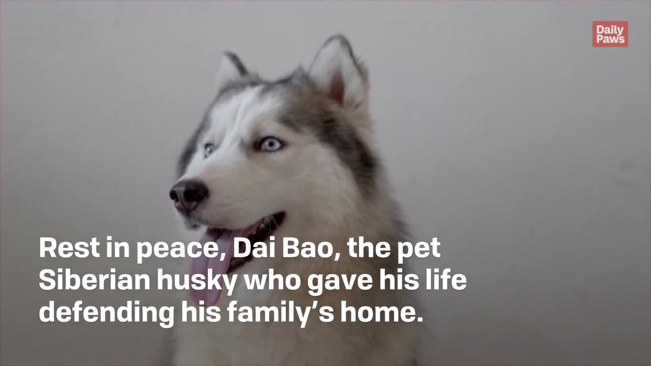 Hero Husky Dies After Saving Humans from Deadly Snake