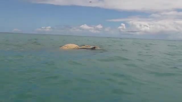 Tiger Sharks Feed on Whale Carcass in Hawaii