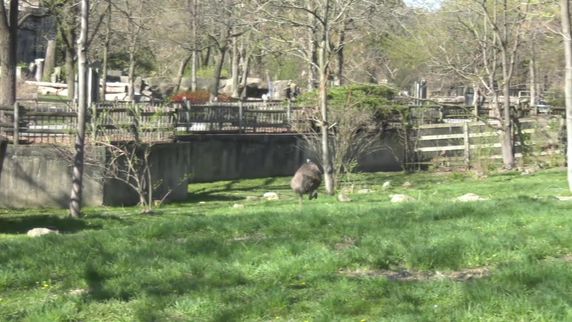 Meep Meep: Emu Zooms Around Enclosure at Brookfield Zoo in ...