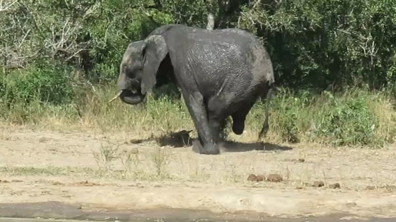 three legged elephant