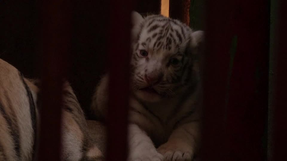Rare white tiger, three other Bengal cubs born at Havana zoo
