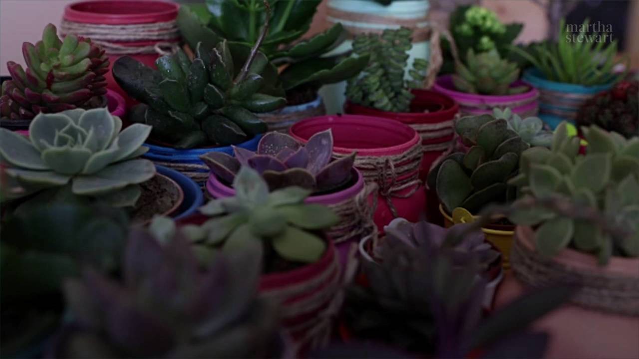 Download These Pretty Pink Succulents Will Add Some Welcome Color to Your Indoor Garden