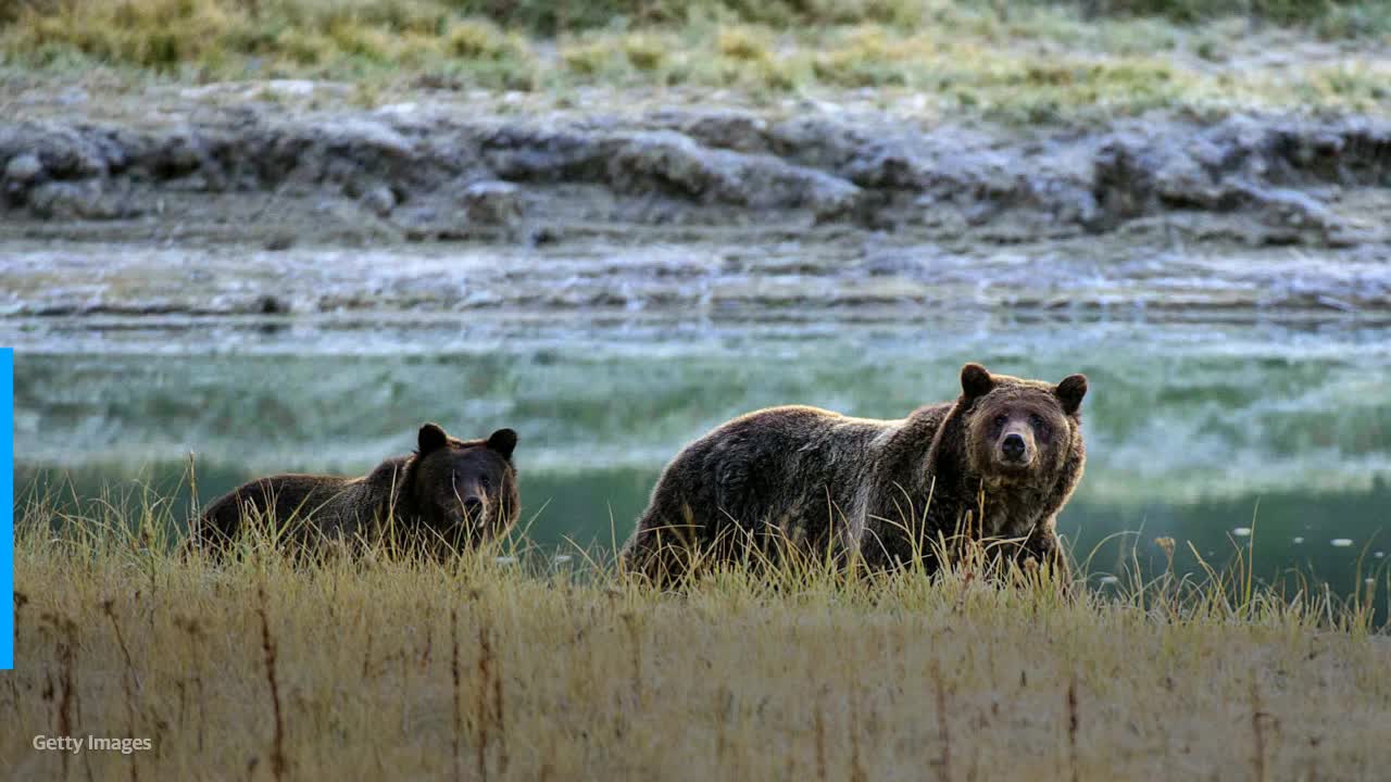 Man dies after attack on a gray bear near Yellowstone