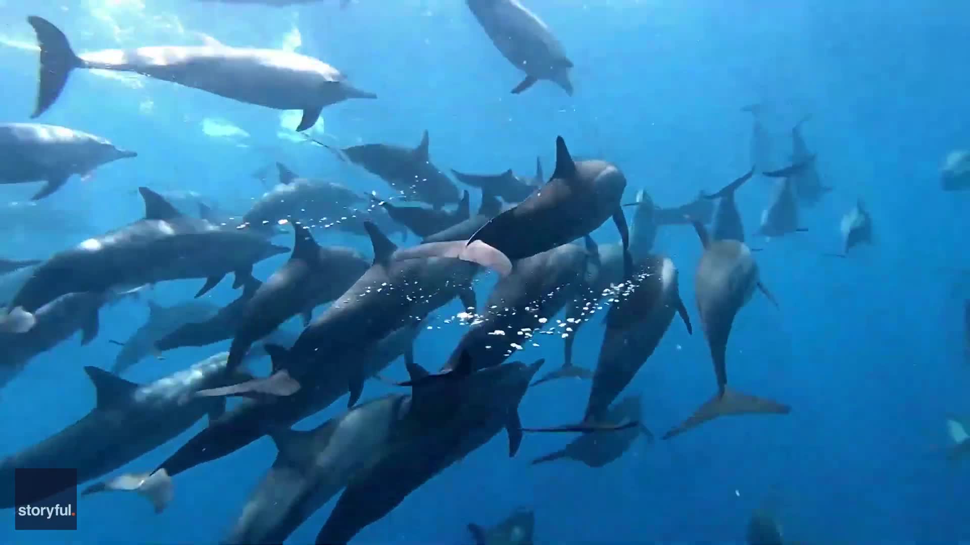 Drone And Underwater Footage Captures Large Pod Of Dolphins On The Move