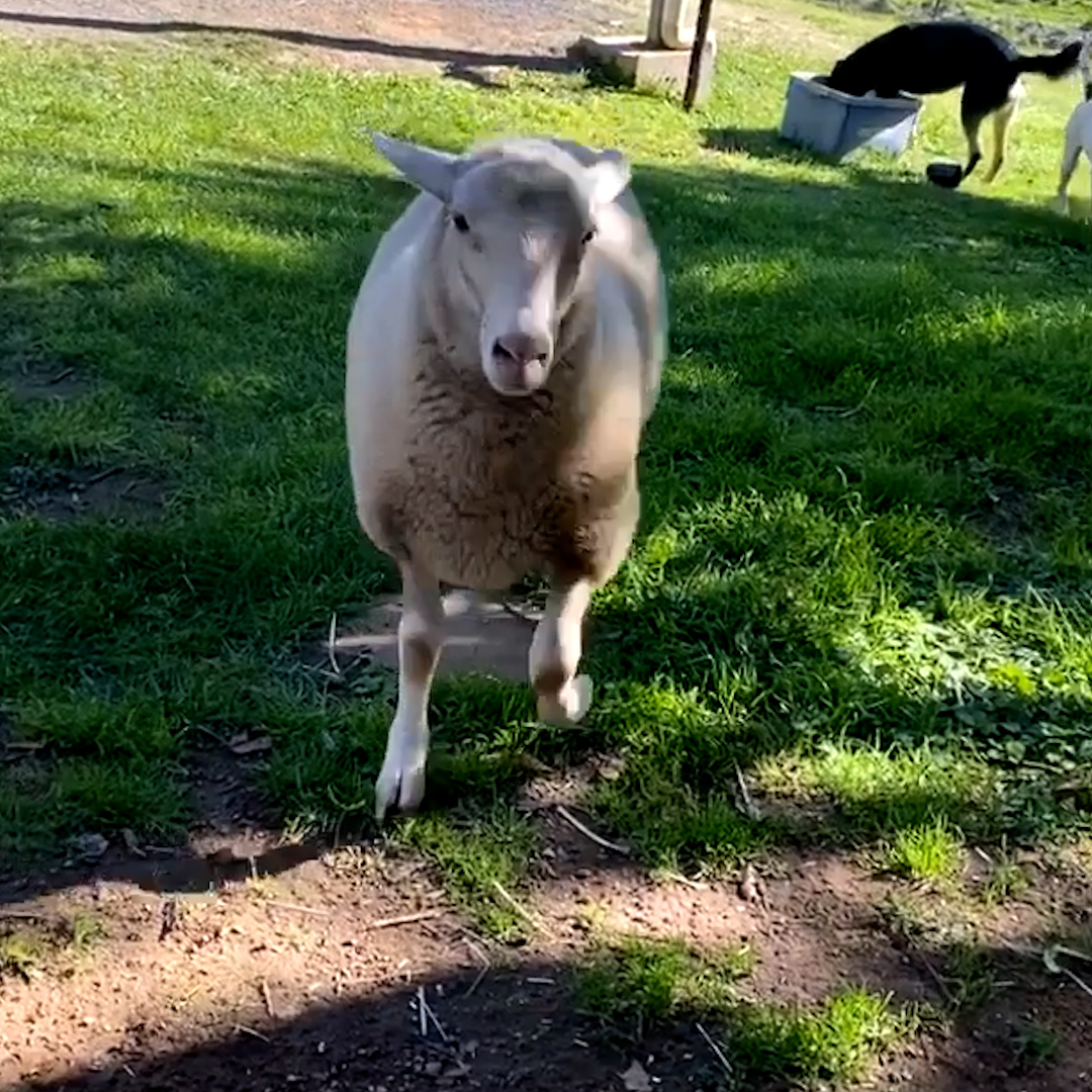 Sheep enjoys playing fetch with dog best friends