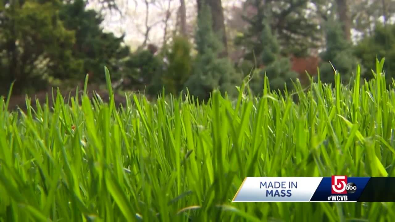 Massachusetts man engineers so-called ‘perfect grass’ seed: Made in Mass.