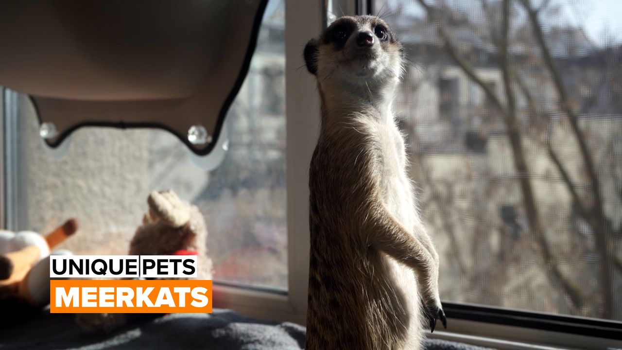 meerkats as pets