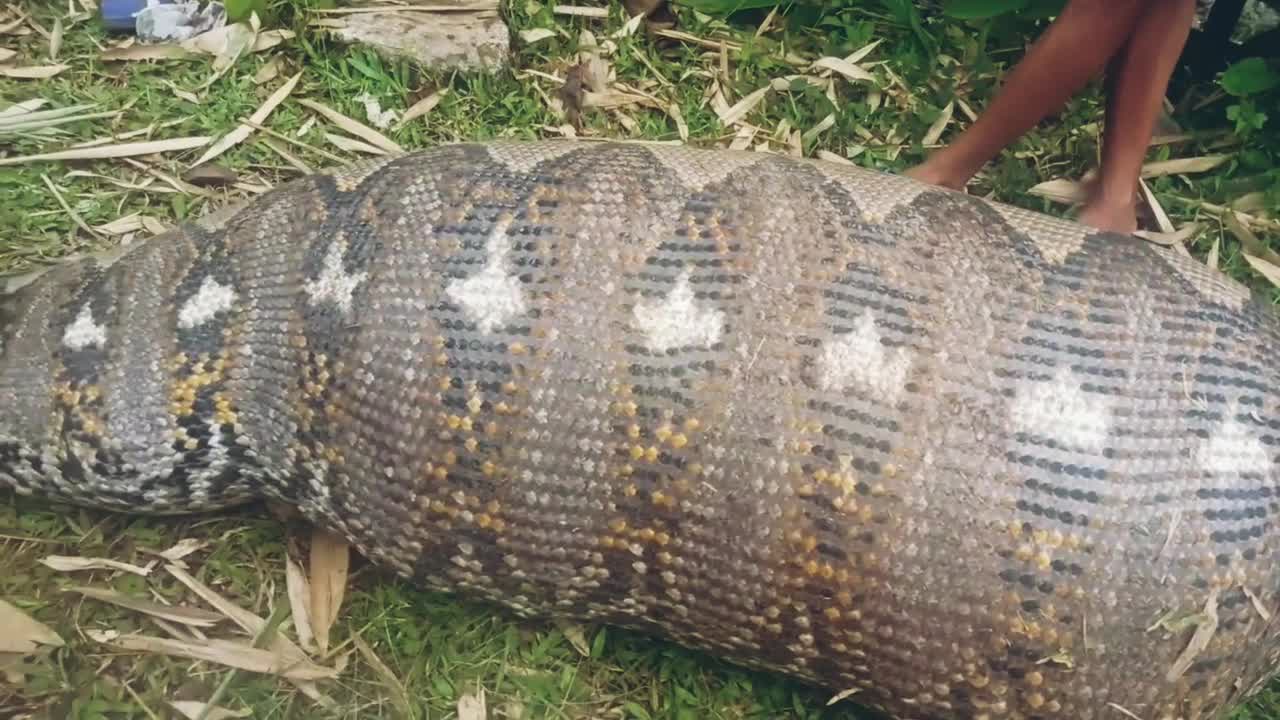 reticulated python eating human