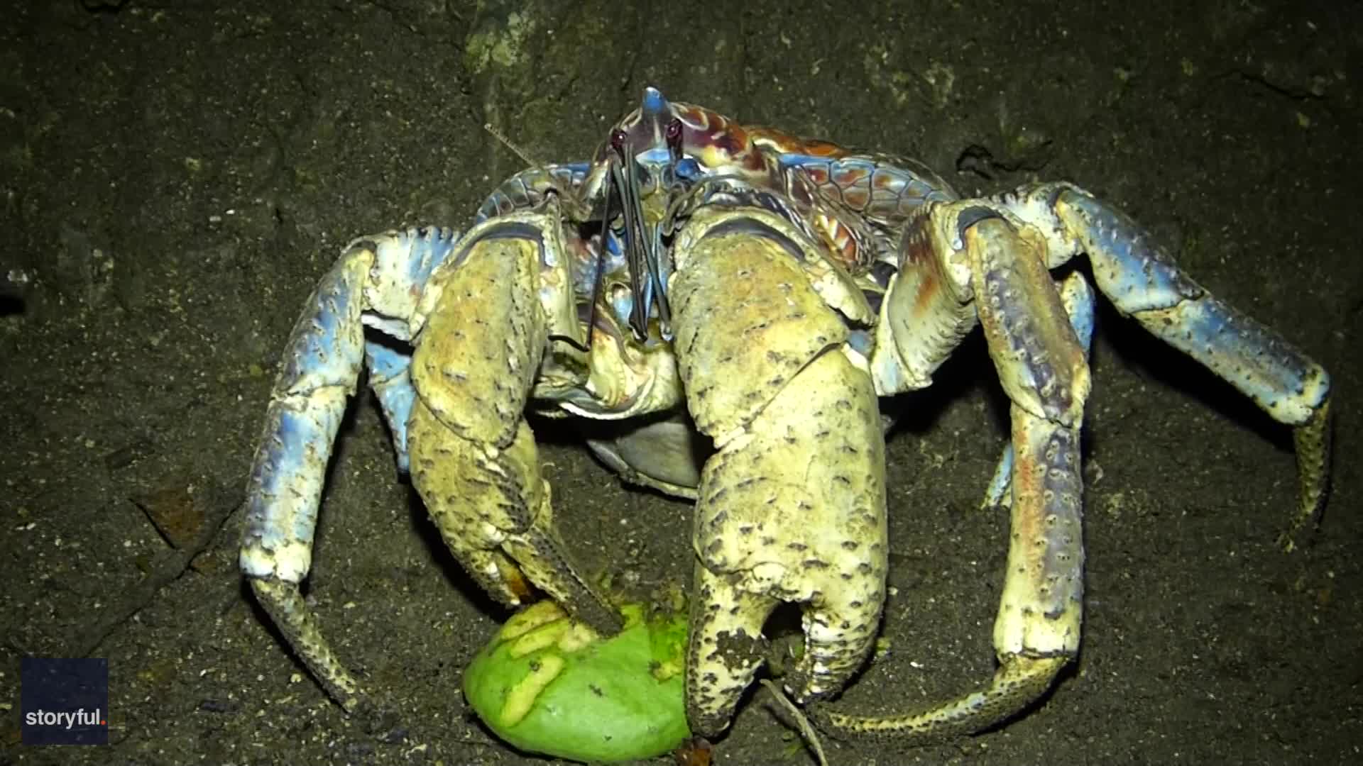 Robber Crab Gets One of Its Five-a-Day With Fruit Feast