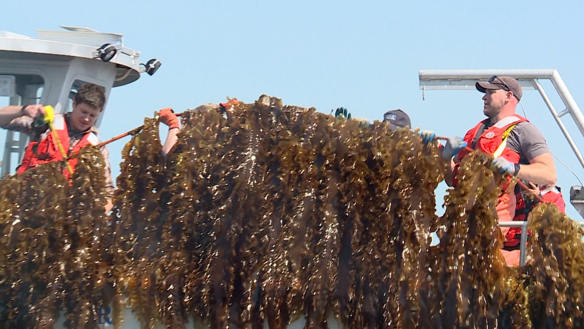 Une Students Plant Harvest Seaweed As Part Of Several Research Projects