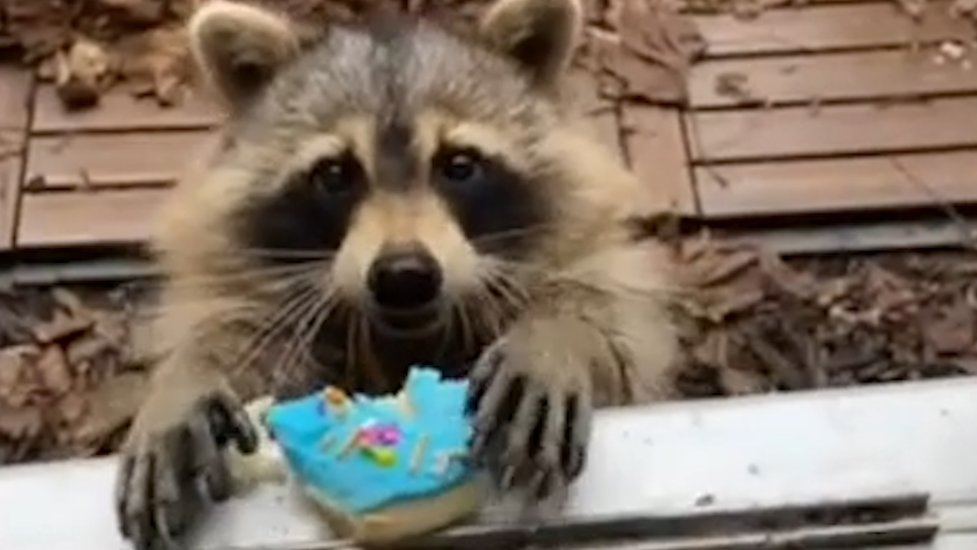 Sneaky Raccoon Caught Stealing Cookies From This Windowsill Video 7957