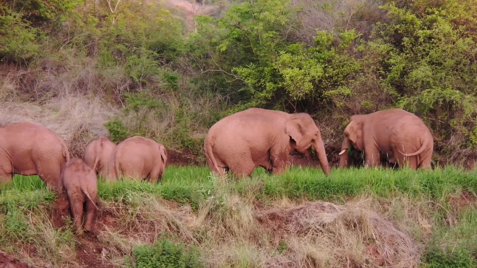 Herd of Wild Elephants Rest During Migration Across China's Yunnan Province