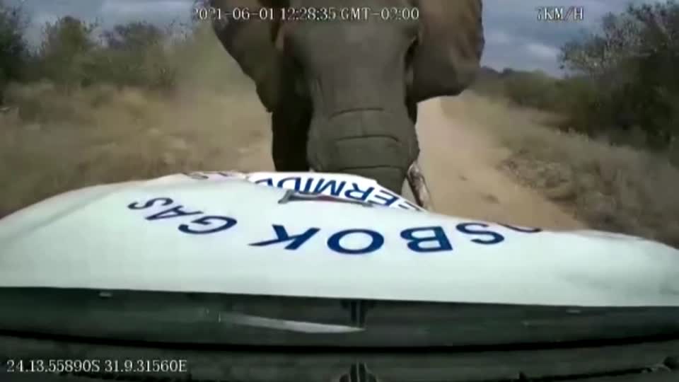 elephant attack car