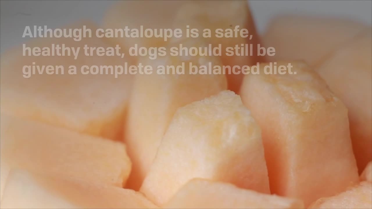 is cantaloupe safe for dogs