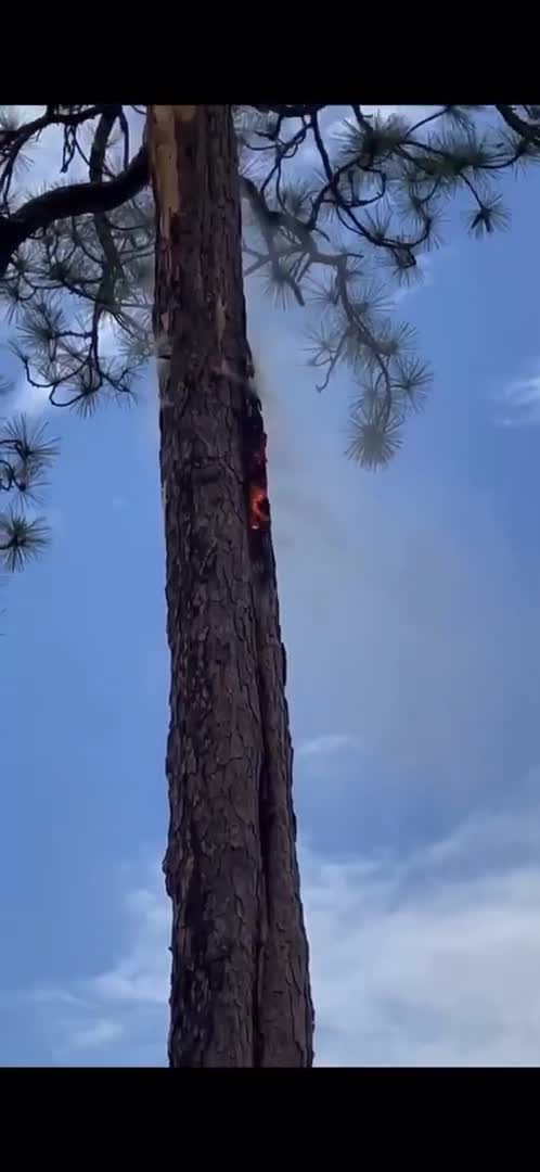 Tree Catches Fire After Lightning Storm Hits Central North Carolina 