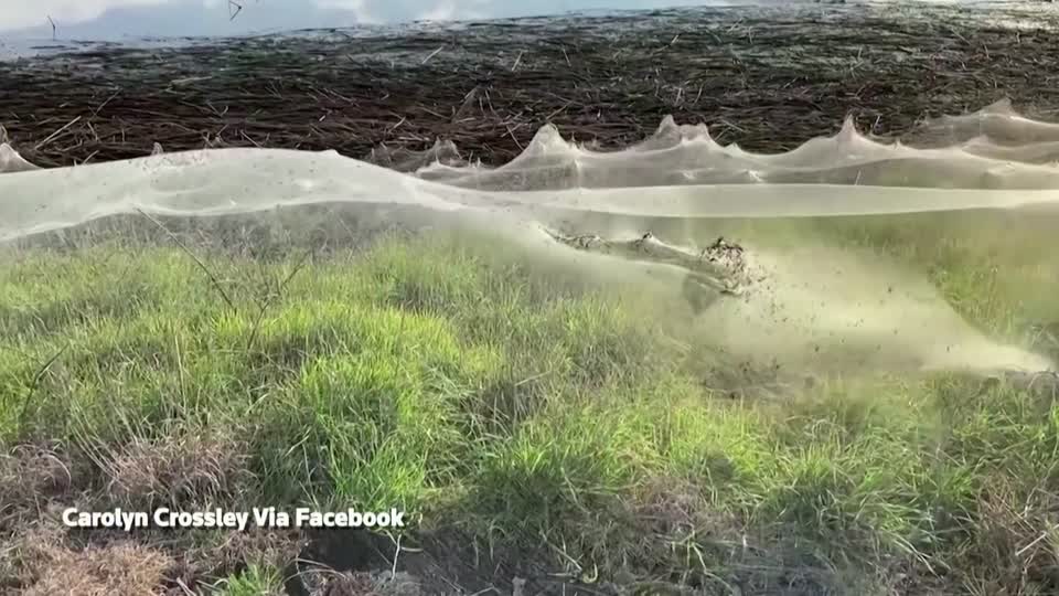 Cobwebs blanket Australian region as spiders flee floods