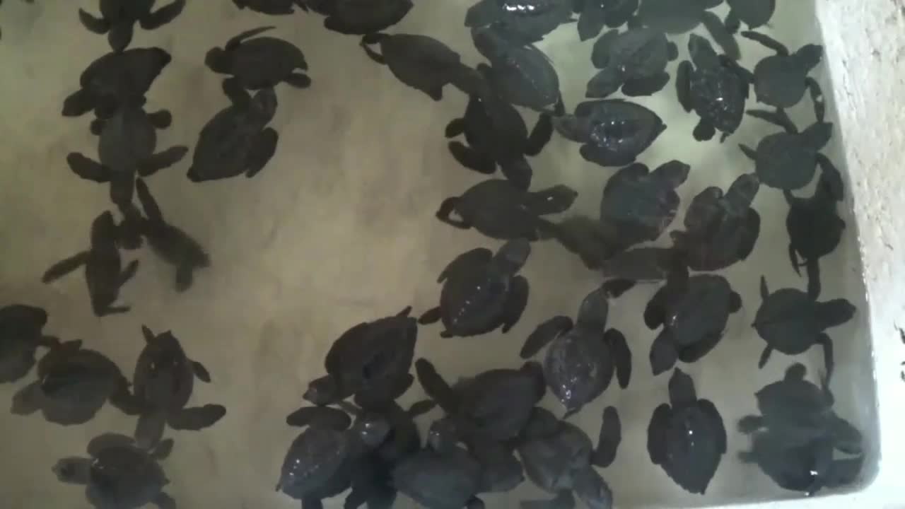 World Turtle Day 21 Hundreds Of Sea Turtle Hatchlings Released Into Indonesian Seas