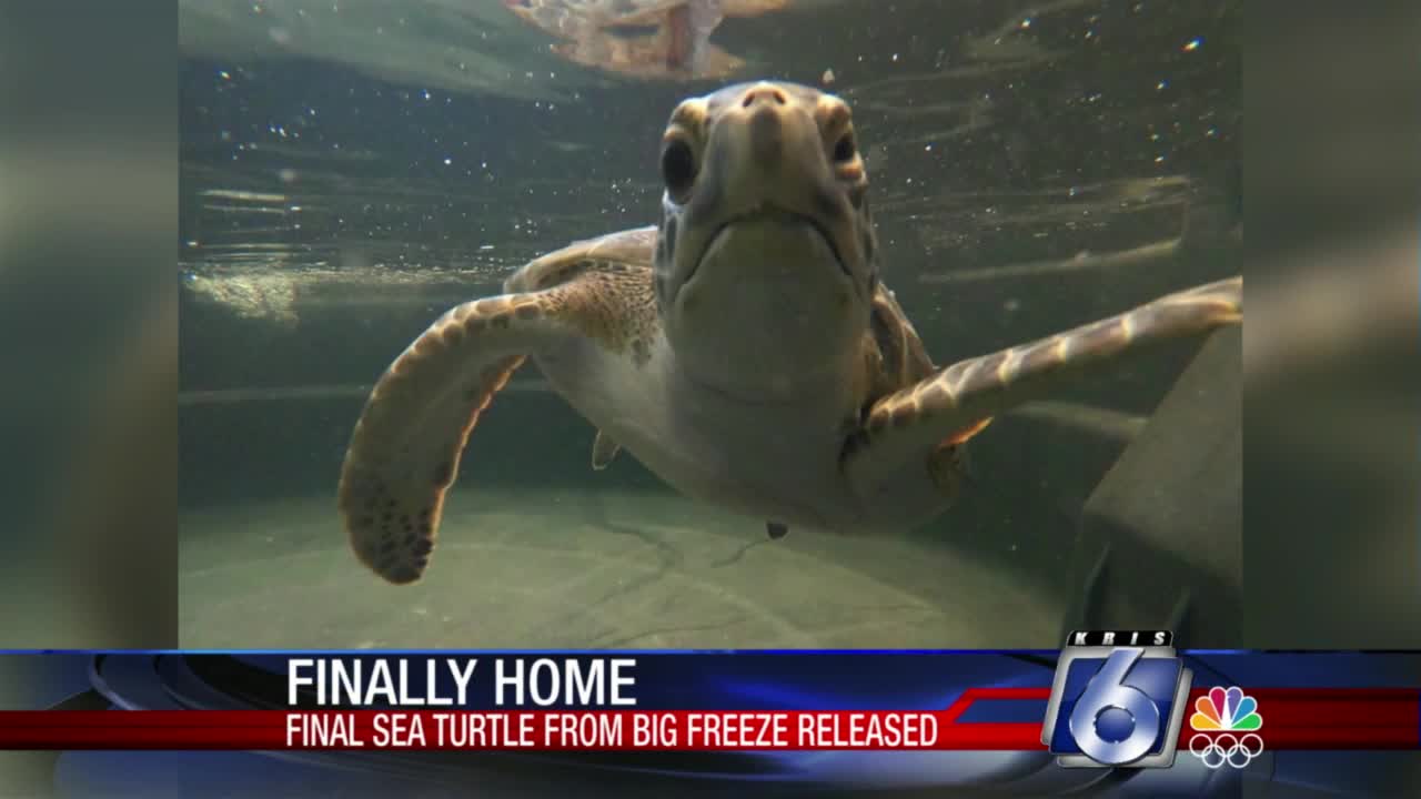 Final sea turtle rescued from February's Big Freeze released back into