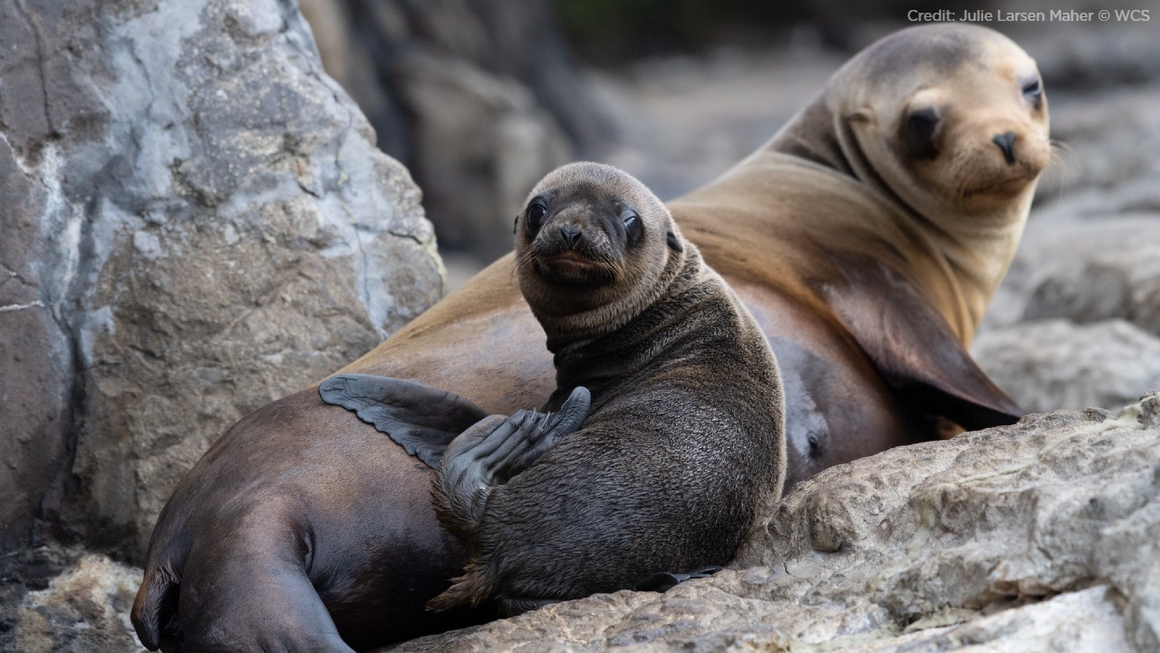 Surprise! Sea lion gives birth in front of aquarium visitors